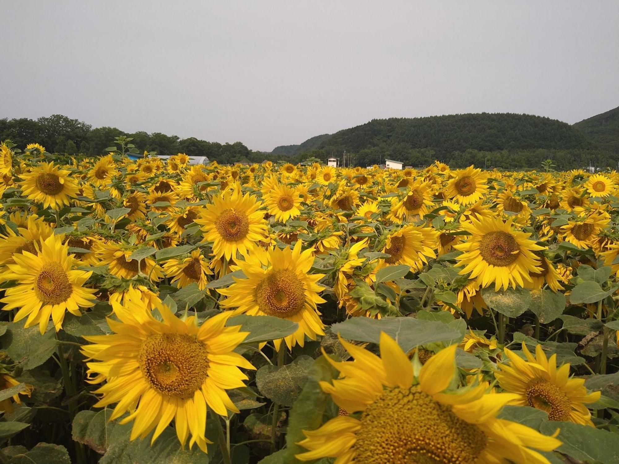 Sea Side Stay / Vacation Stay 1785 Abashiri Luaran gambar